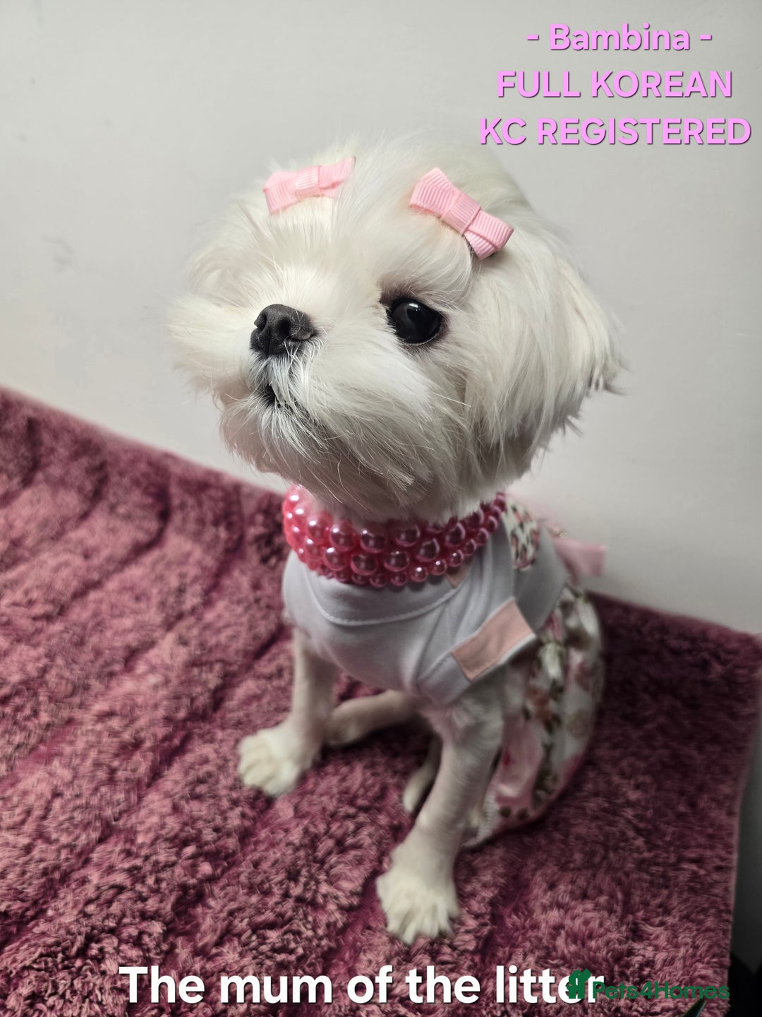 Maltese dogs for sale: FULL KOREAN KC REGISTERED MALTESE PUPIES - Image 15