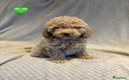 Cockapoo dogs for sale: Cockapoo Puppies (3/4 Toy Poodle/Cockapoo) - Image 10