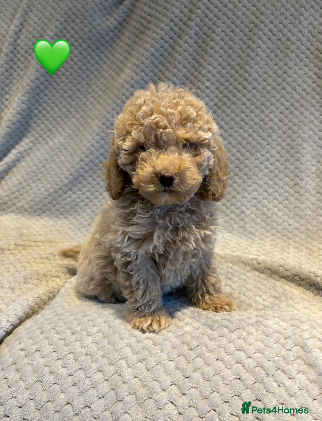 Cockapoo dogs for sale: Cockapoo Puppies (3/4 Toy Poodle/Cockapoo) - Image 10