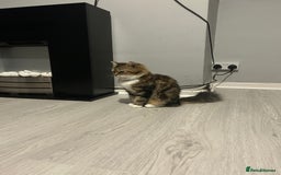 Mixed Breed cats for sale: 4 gorgeous kittens ready for amazing homes  - Advert 23