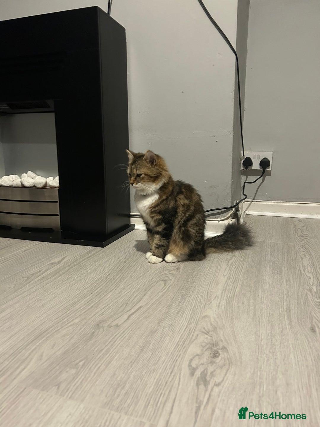 Mixed Breed cats for sale: 4 gorgeous kittens ready for amazing homes  - Advert 23