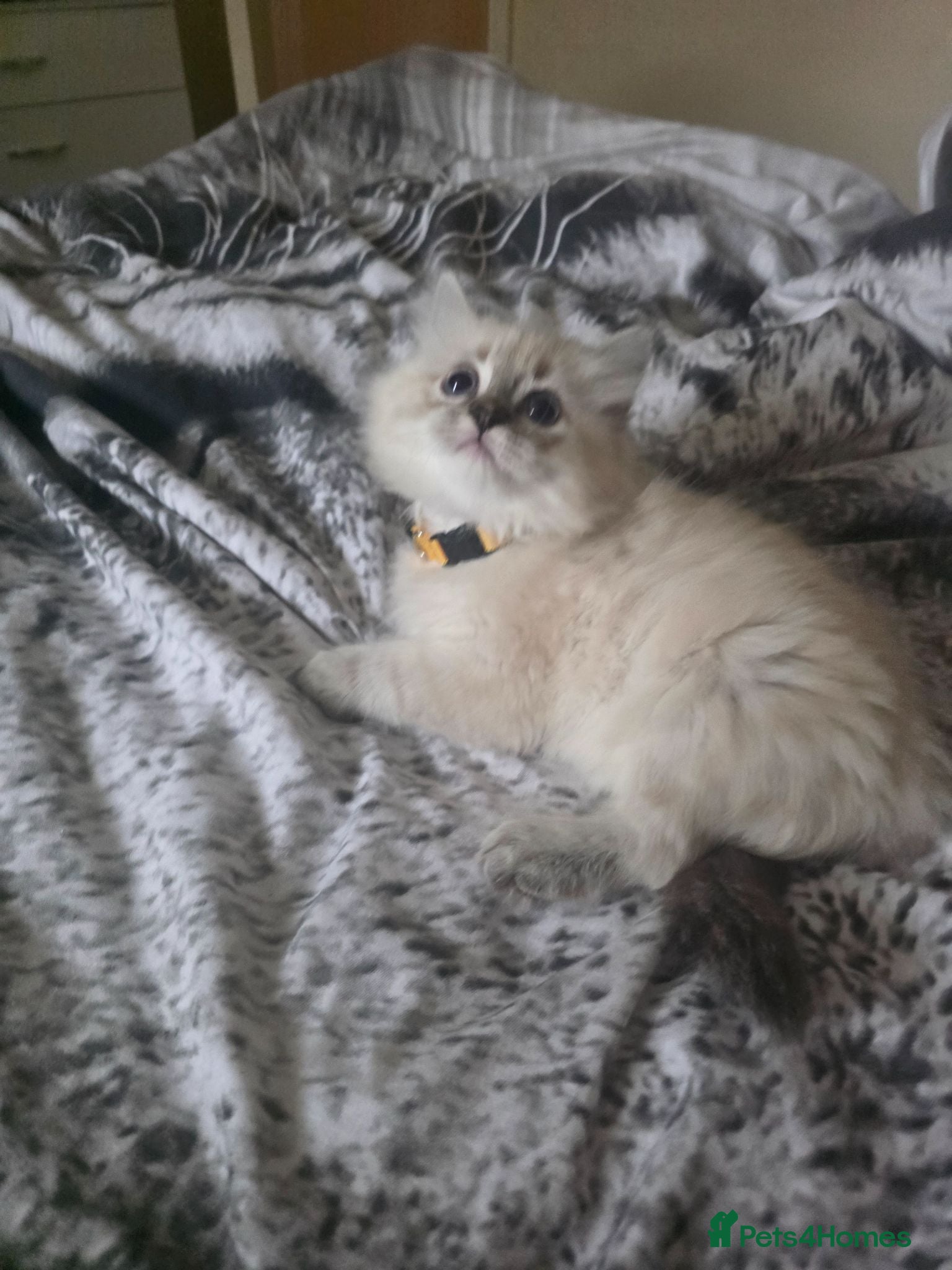 Persian cats Persain chinchilla  colourpoint kittens for sale  - Advert 11