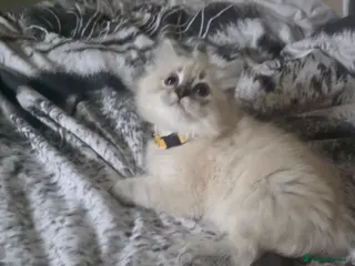Persian cats Persain chinchilla colourpoint kittens for sale - Advert 1