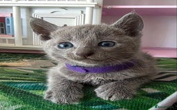 Russian Blue cats for sale: RB kittens Pedigree London  - Image 33