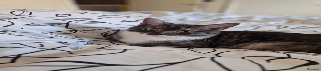 Ragdoll Kitten 2 - Daisy