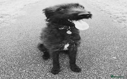 Mixed Breed dogs for sale: Rehoming older labradoodle x Lurcher - Image 8