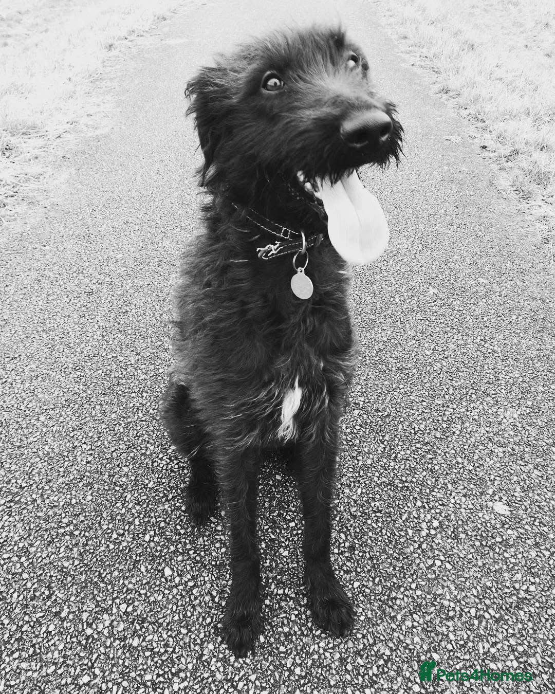 Mixed Breed dogs for sale: Rehoming older labradoodle x Lurcher - Image 8