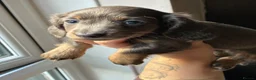 Miniature Dachshund dogs for sale: 4 male mini Dachshunds  - Advert 20