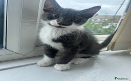 Mixed Breed cats for sale: Half Maine coon - Image 7