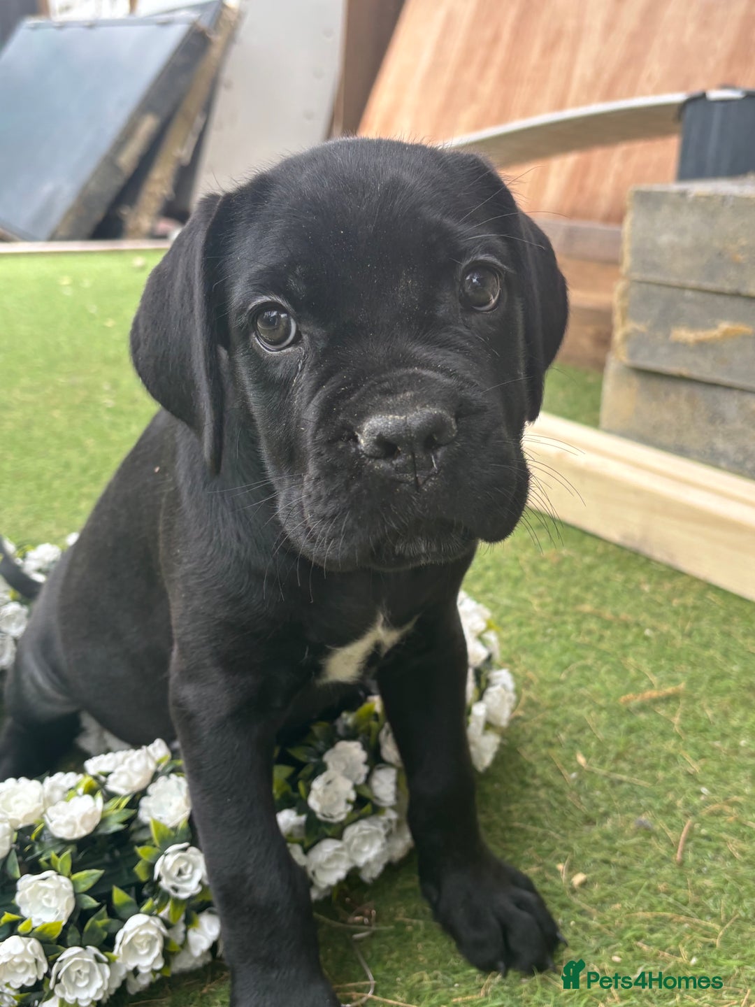 Cane Corso dogs for sale:  Reg - UKBKC Cane Corsos loyal family guardians  - Image 9
