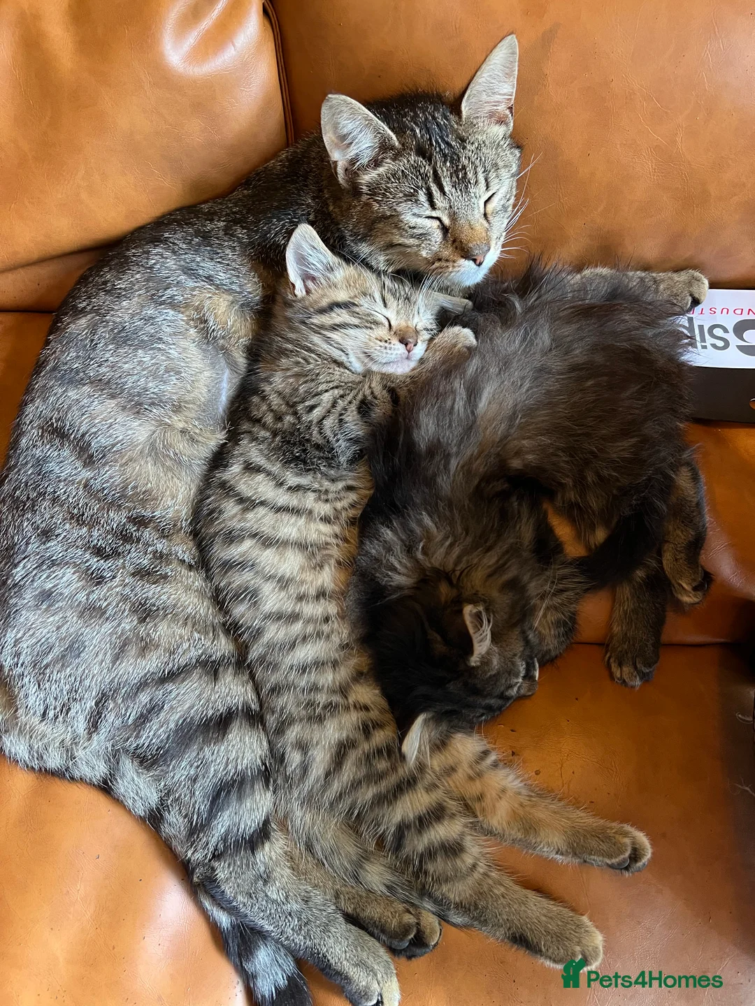 Mixed Breed cats for sale: Beautiful bonded pair of kittens (boy and girl) in Oldbury - Advert 2
