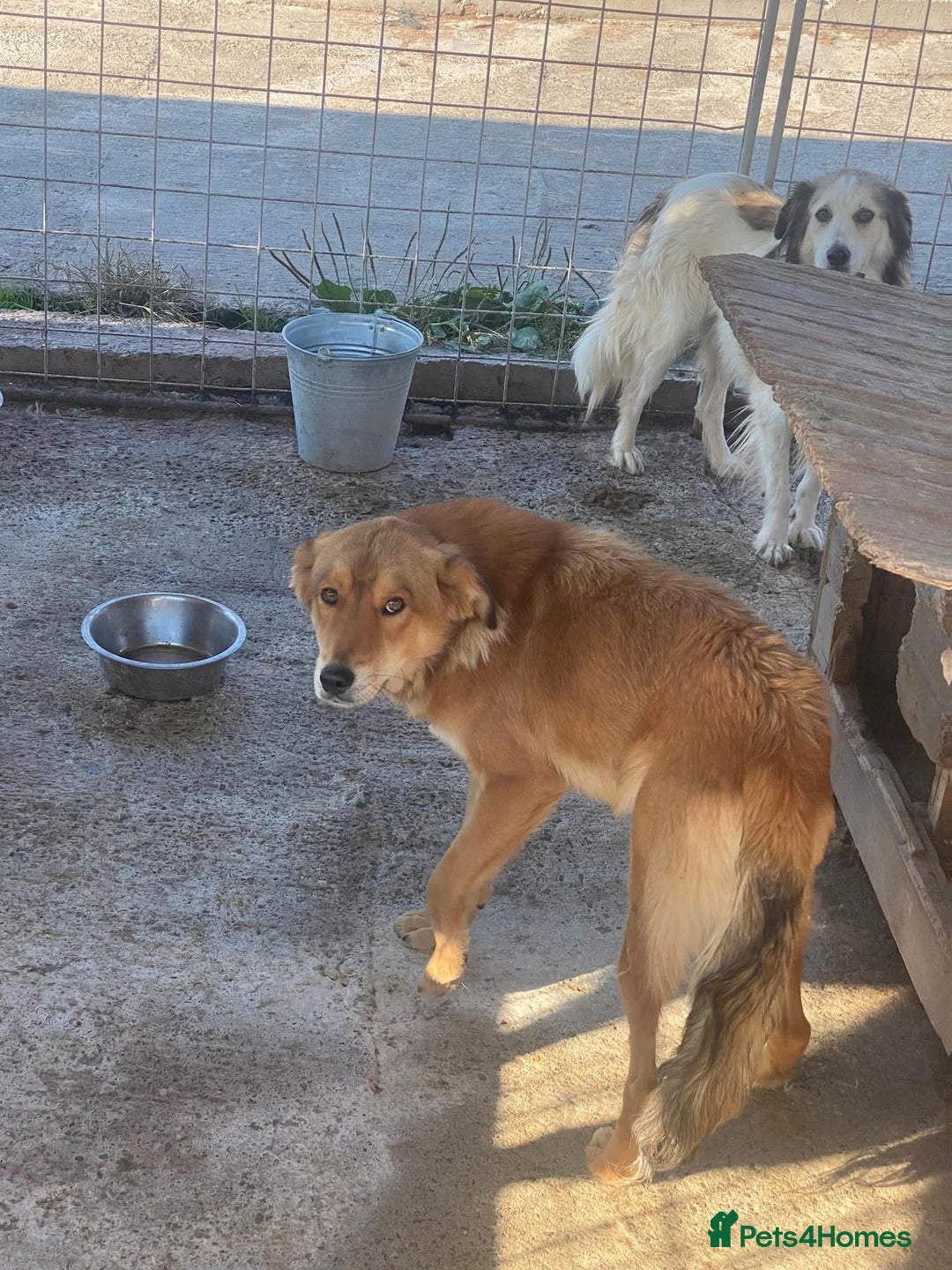 Mixed Breed dogs for adoption: Fox - Milton Keynes  - Advert 22