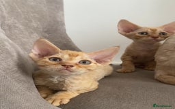 Devon Rex cats for sale: Devon Rex - Image 15