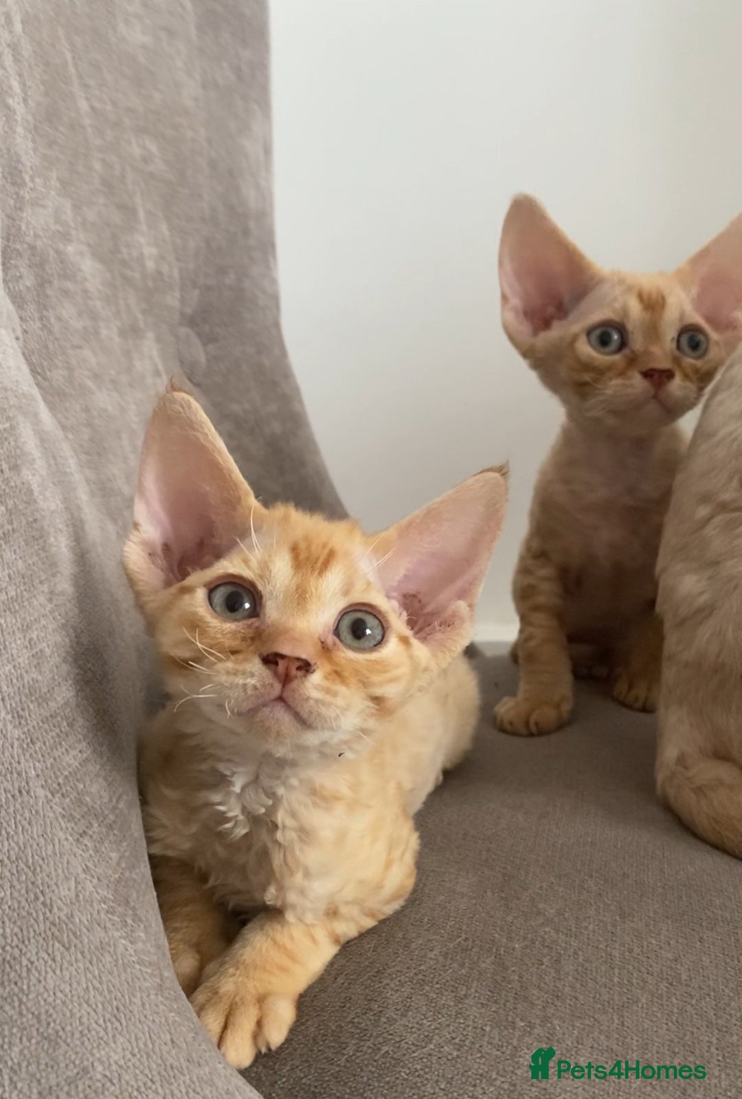 Devon Rex cats for sale: Devon Rex - Image 15