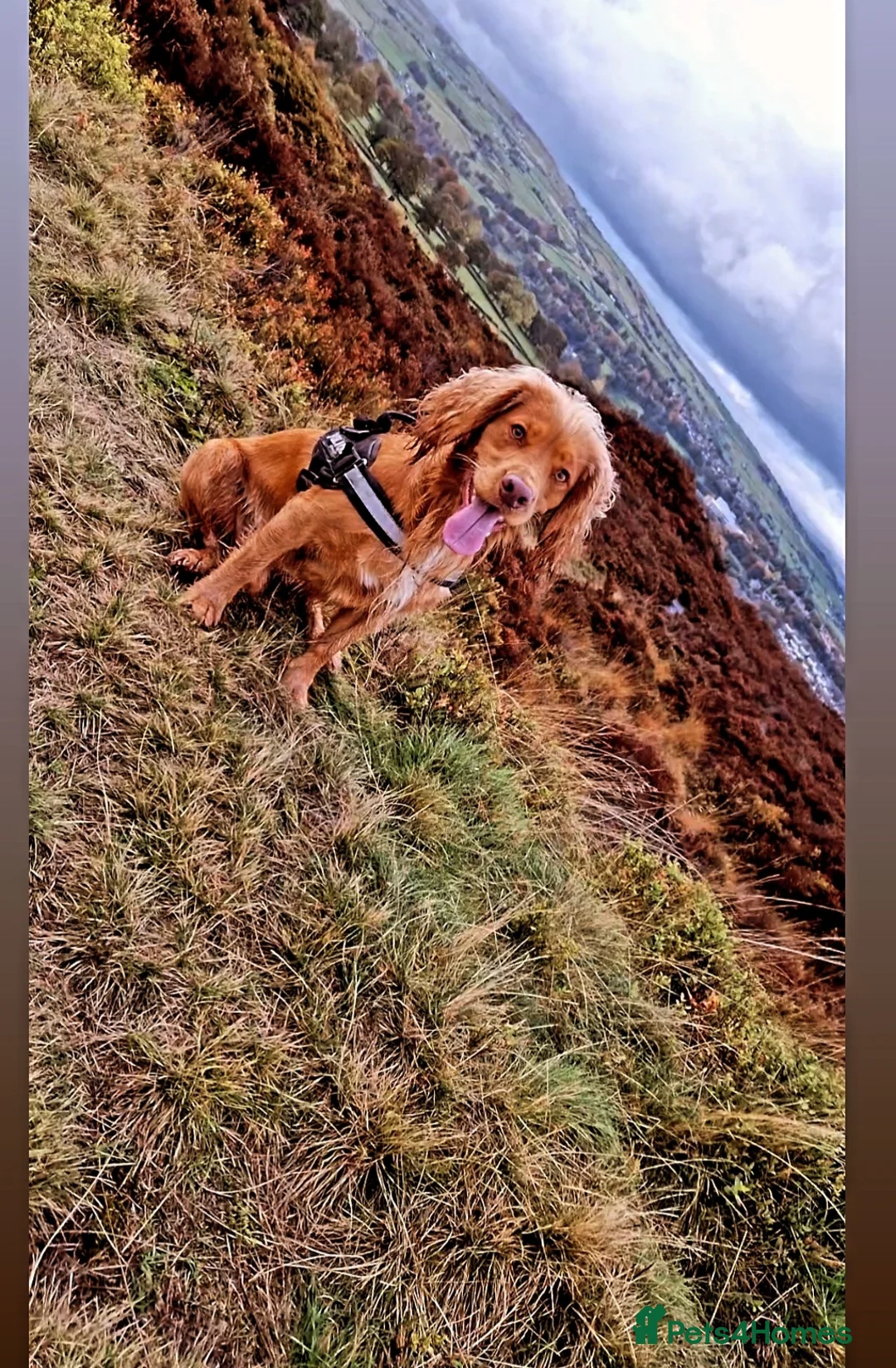 Cocker Spaniel dogs for stud: PROVEN Working Cocker Spaniel in Wigan - Advert 8