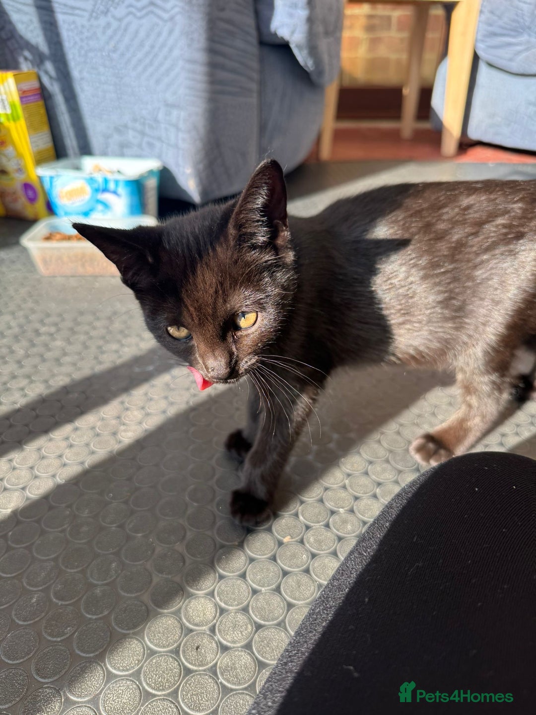 Domestic Shorthair cats for sale: Gorgeous kittens looking for lovely home - Image 5