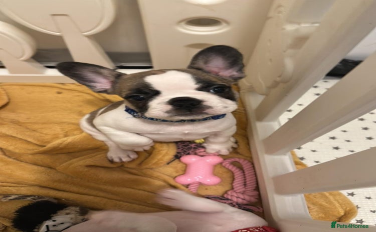 French Bulldog dogs - Advert 3