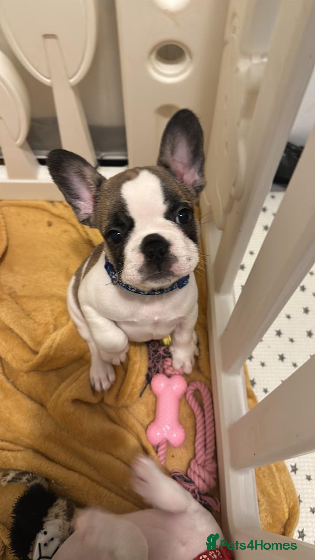 French Bulldog dogs for sale: Amazing french bulldog  - Image 1