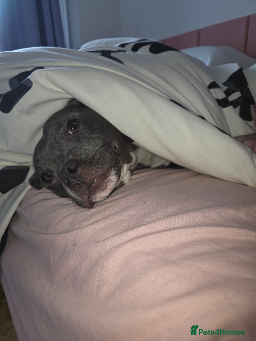 Staffordshire Bull Terrier dogs for sale: BLUE STAFFORDSHIRE BULL TERRIORS - Advert 8