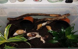 Snails invertebrates for sale: 5 adult African Land Snails and complete set up  - Image 1
