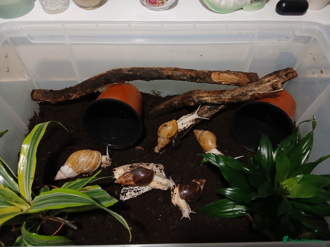 Snails invertebrates for sale: 5 adult African Land Snails and complete set up  - Image 1