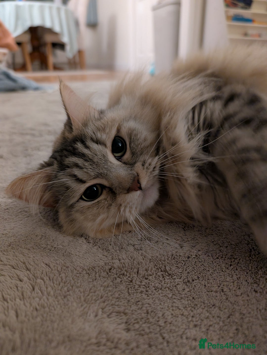 Siberian cats for sale: Loving and friendly adult lady - Advert 2