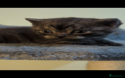 British Shorthair cats for sale:  🐾 BSH Blue,Chocolate& Tabby– Whiskers Kittens 🐾 - Image 22
