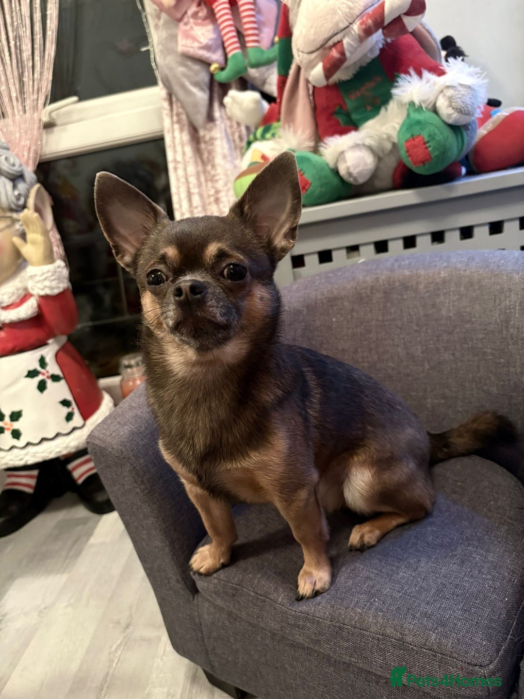 Chihuahua dogs for sale: Chihuahua Puppies Ready Now  - Advert 16