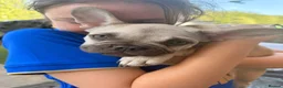 French Bulldog dogs for sale: French bulldog puppies 2 cream and one brown   - Advert 2