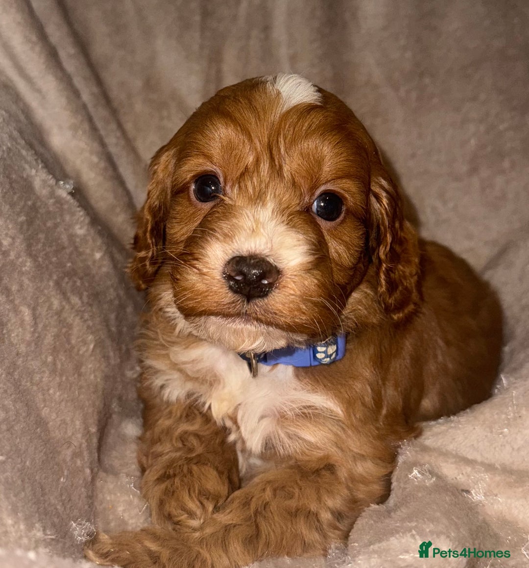 Cockapoo dogs for sale: 7 Cockapoo F1 class Fox red puppies - Advert 3