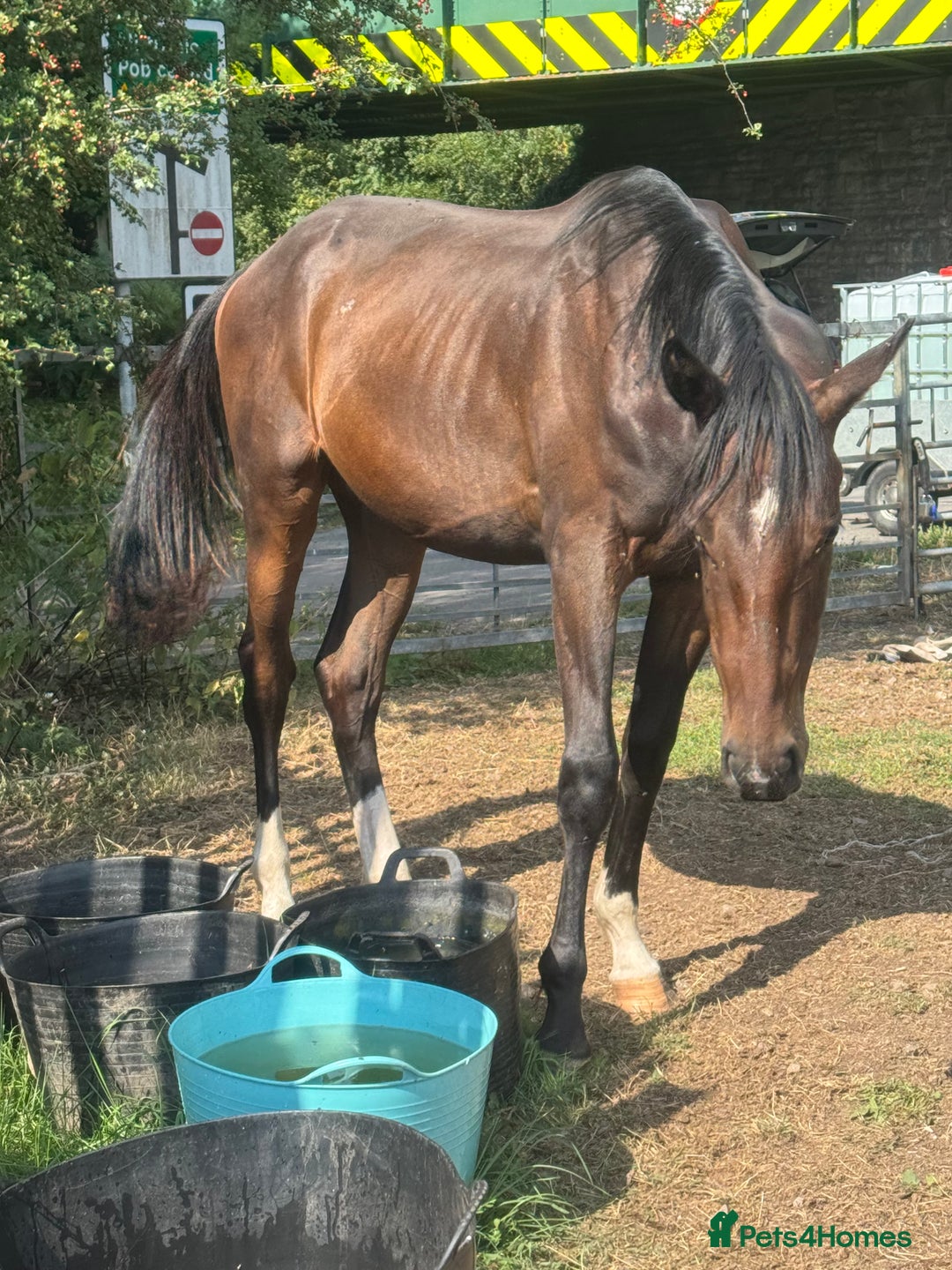 British Warmblood horses for sale: Larry long legs - Super Youngster  - Image 3