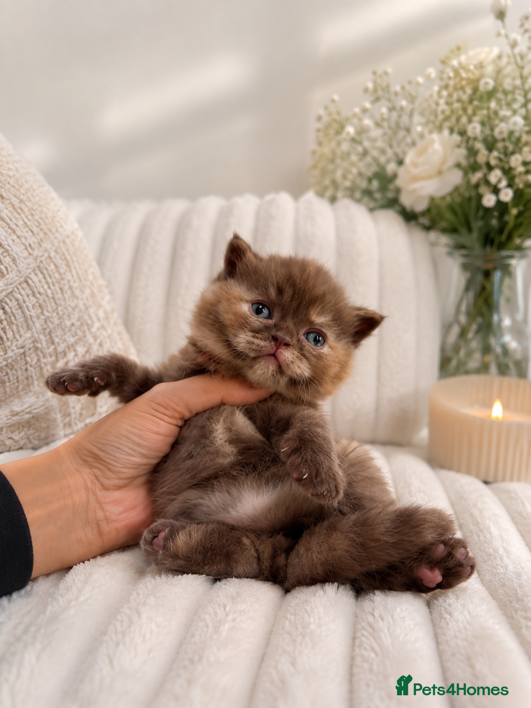 British Shorthair cats British Shorthair Kittens | Pet Homes Only 🤍 - Advert 16