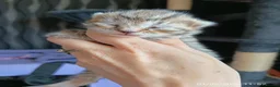 Mixed Breed cats for sale: KITTENS LOOKING FOR LOVING HOMES - Advert 18