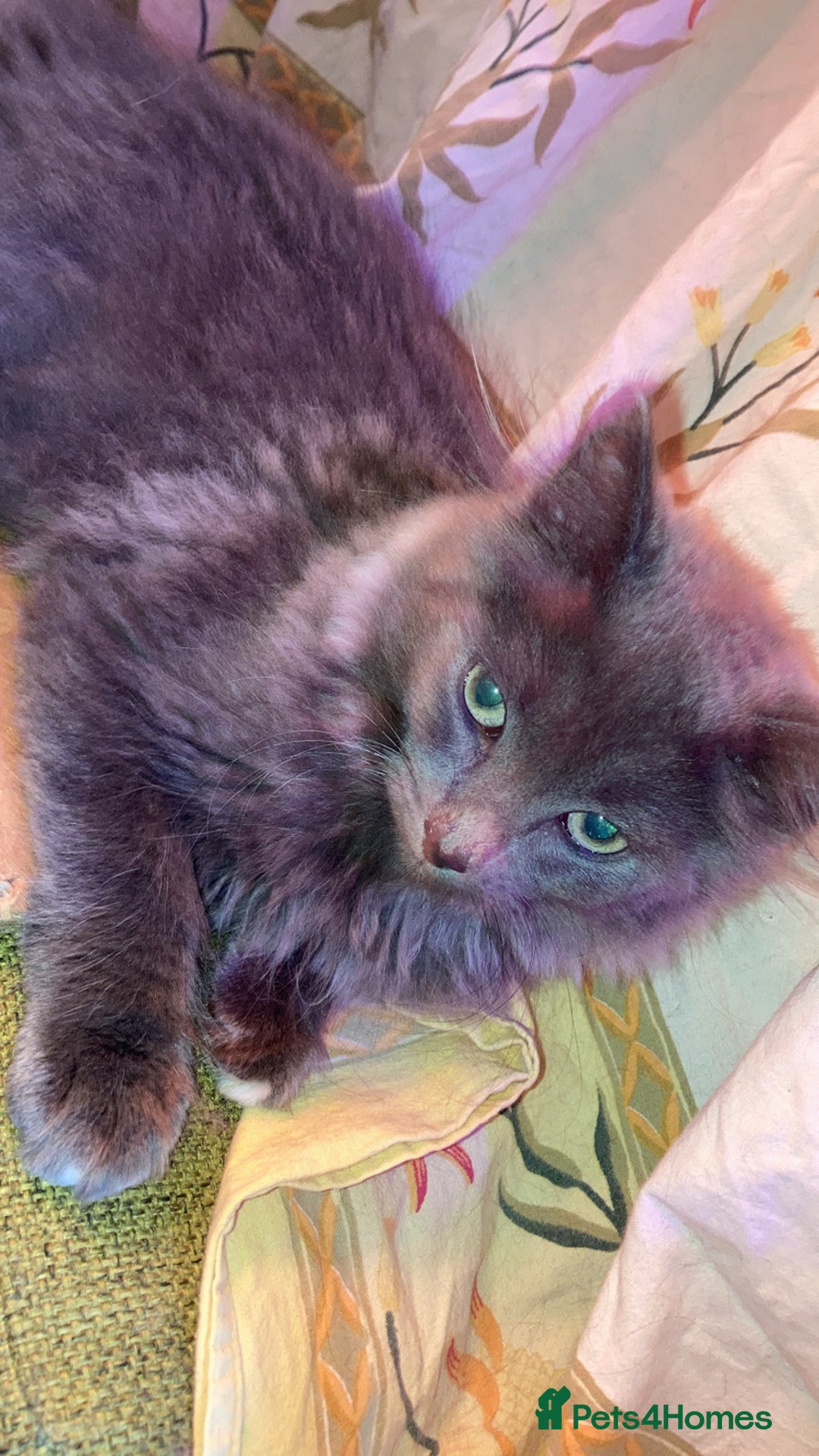 British Longhair cats for sale: British Longhair + Turkish Angora  - Image 2