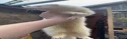 Ferret rodents for sale: baby ferrets for reserve male only - Advert 5