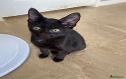 Mixed Breed cats for sale: Beautiful twin kittens  - Image 7