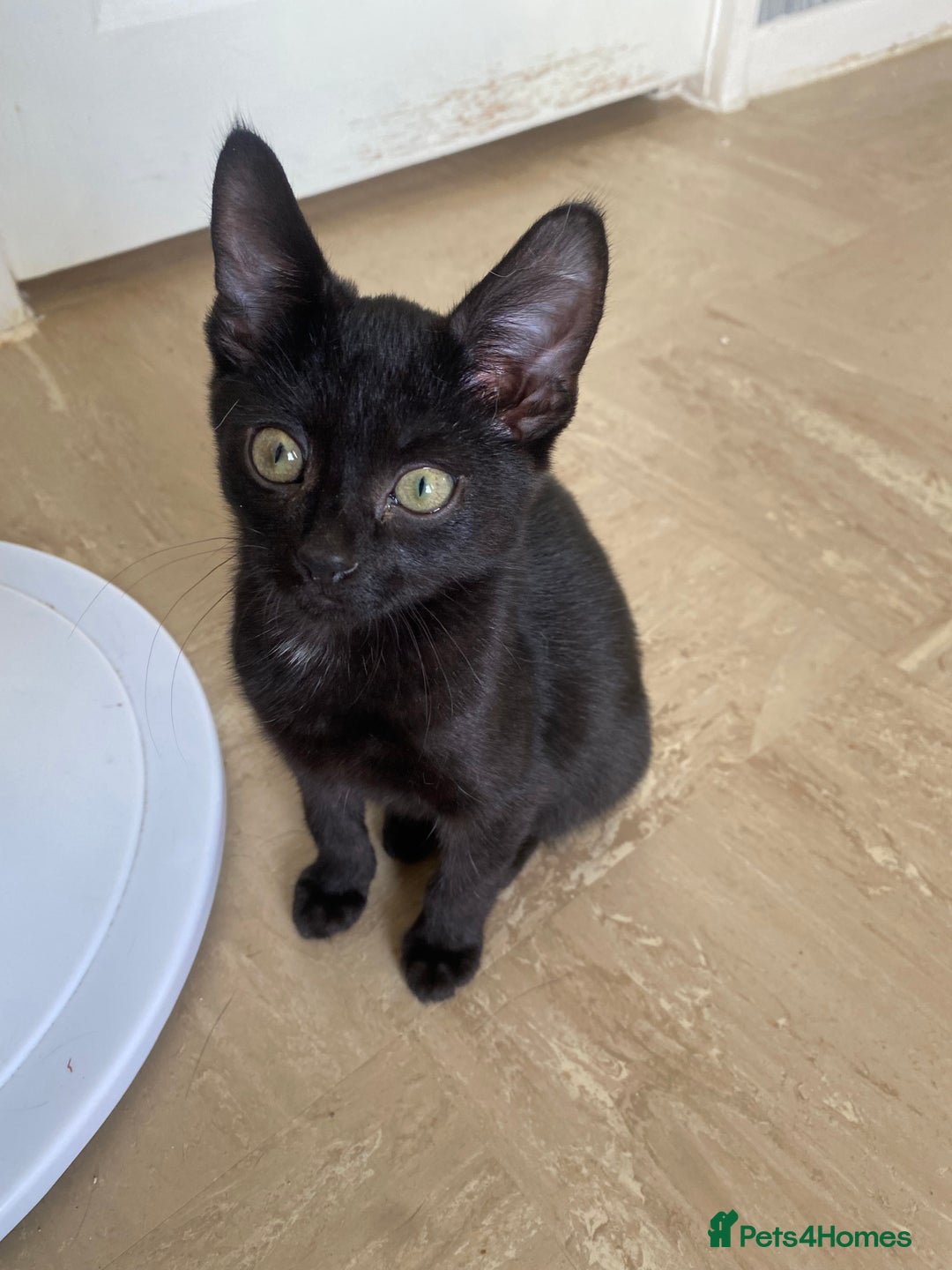 Mixed Breed cats for sale: Beautiful twin kittens  - Image 7