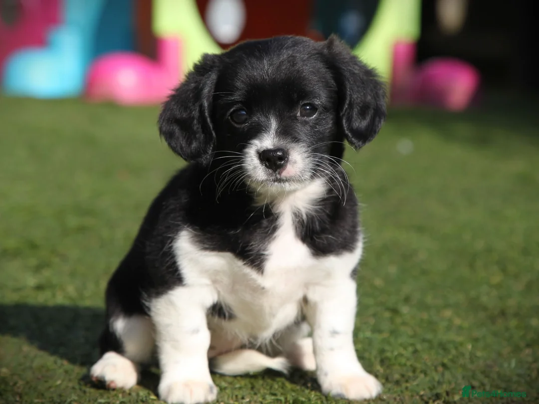 Mixed Breed dogs for sale: Cavajacks - Hardy, cute & full of character - Advert 17