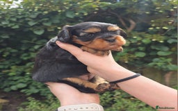 Cavalier King Charles Spaniel dogs for sale: Beautiful female cavalier king charles spaniels - Image 5