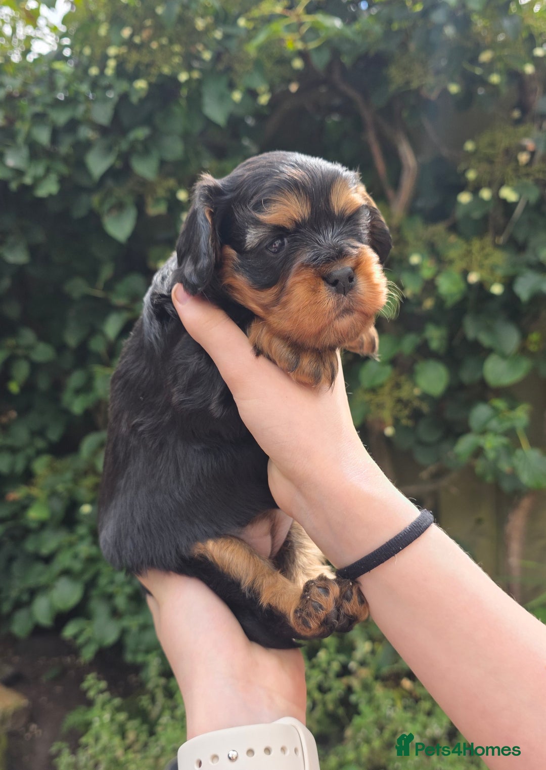 Cavalier King Charles Spaniel dogs for sale: Beautiful female cavalier king charles spaniels - Image 5