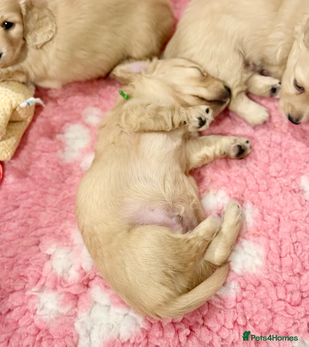Miniature Dachshund dogs for sale: Beautiful miniature long haired cream dachshunds  - Advert 11