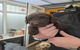 Cockapoo dogs for sale: Gorgeous F1 Cockapoo puppies  - Image 10