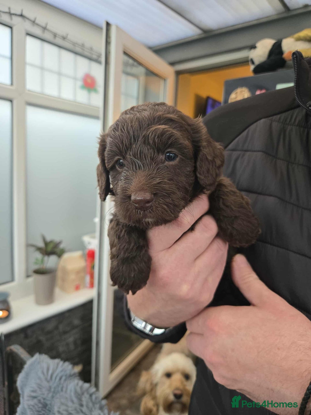 Cockapoo dogs for sale: Gorgeous F1 Cockapoo puppies  - Image 10