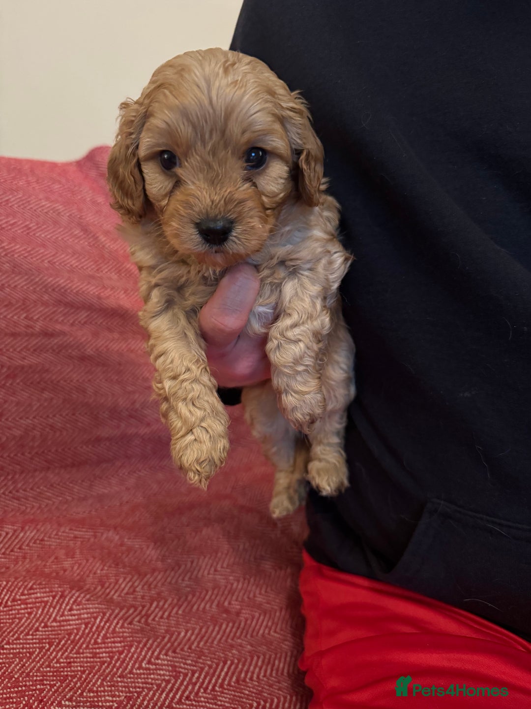 Cavapoo dogs for sale: Gorgeous F1 Cavapoo pups (1 male 1 female left)   - Image 4