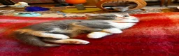 Scottish Fold cats for sale: Scottish Fold Kittens for sale - Advert 18