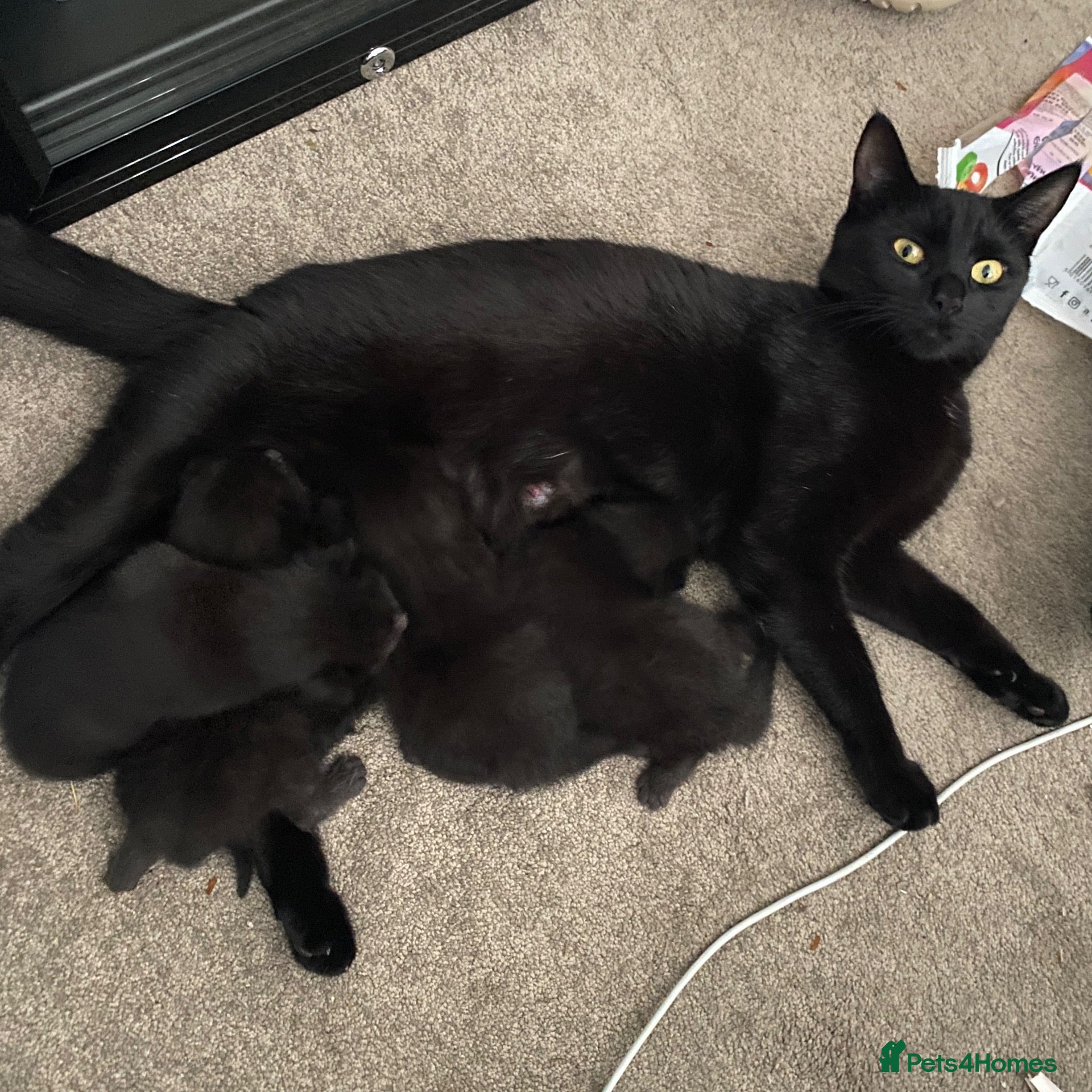 Domestic Shorthair cats Beautiful domestic shorthairs - Advert 1