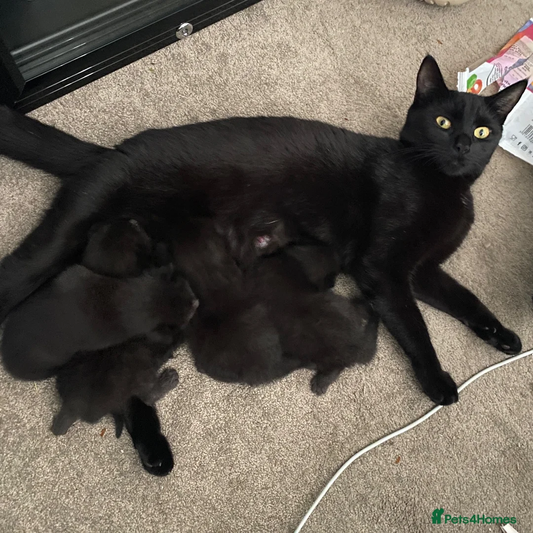 Domestic Shorthair cats for sale: Beautiful domestic shorthairs in Eastbourne - Advert 1