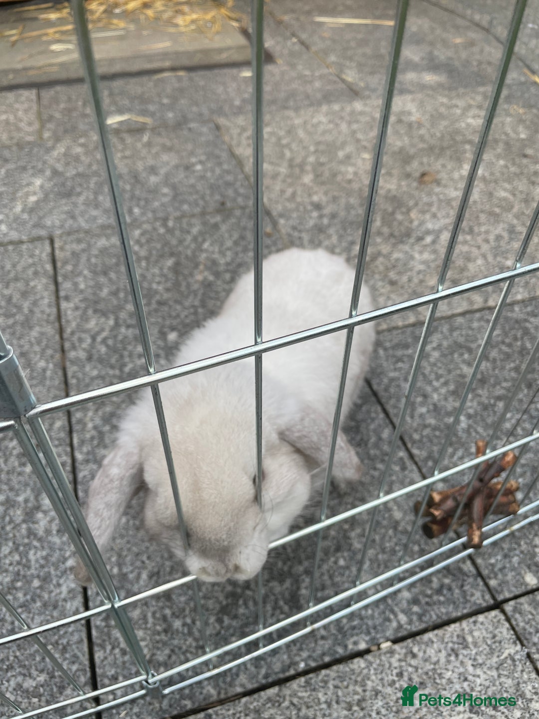 Mini Lop rabbits for sale: Mini lop male - Advert 2