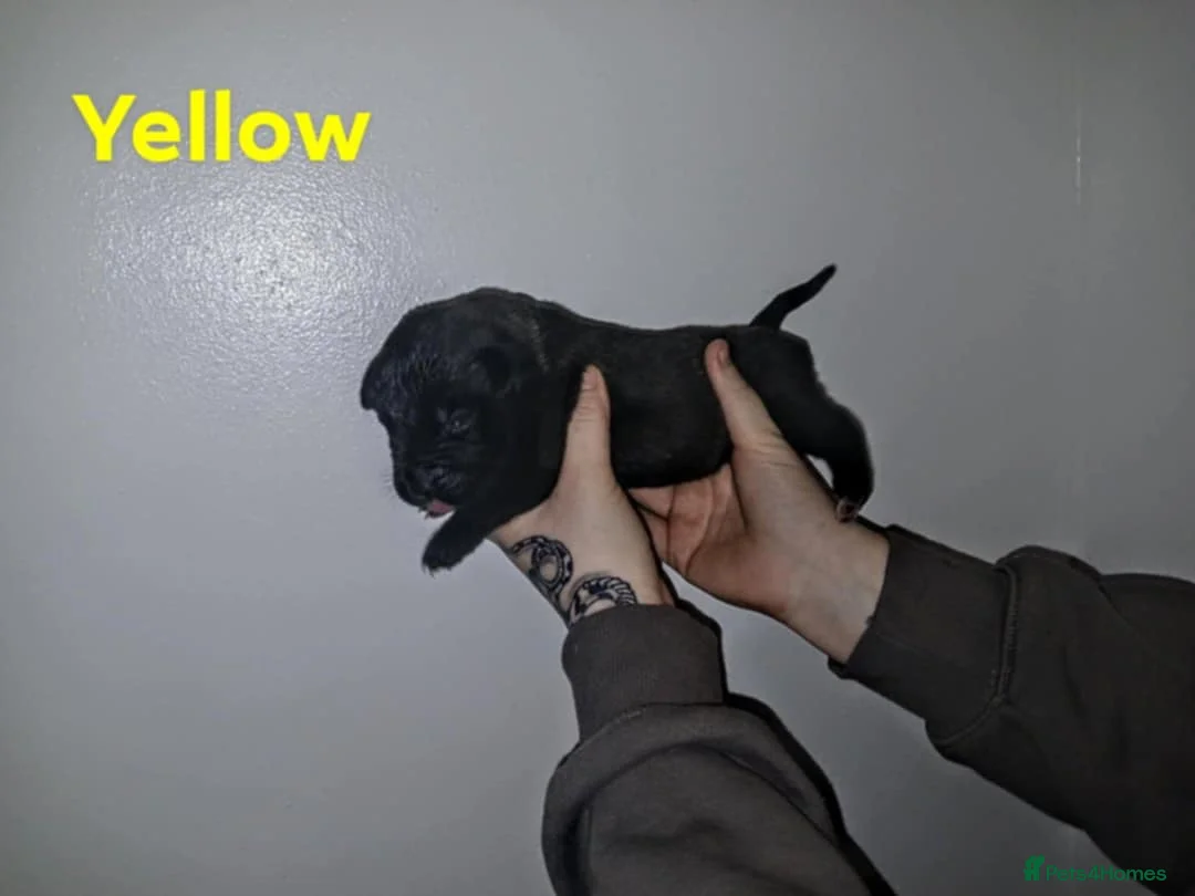 Mixed Breed dogs for sale: CANE CORSO X PRESA CANARIO PUPS £750 - Advert 19