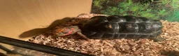 Tortoise reptiles for sale: 2 x red footed tortoises in Basildon - Advert 7